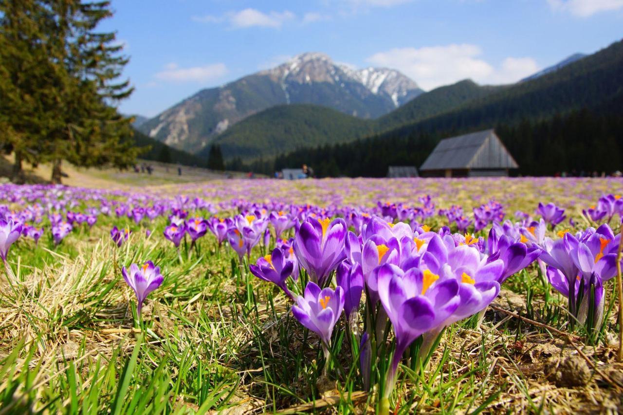 Hotel Helios 300M Od Krupowek Nowy Basen Od 12 Lipca Zakopane Eksteriør billede